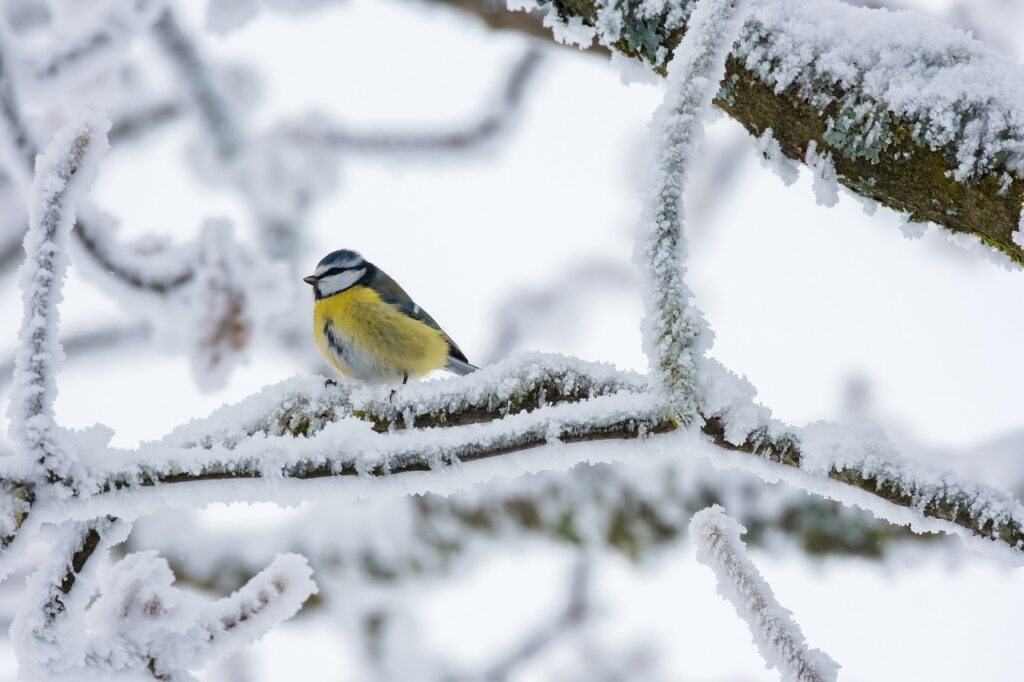 bird, blue tit, winter-5981360.jpg